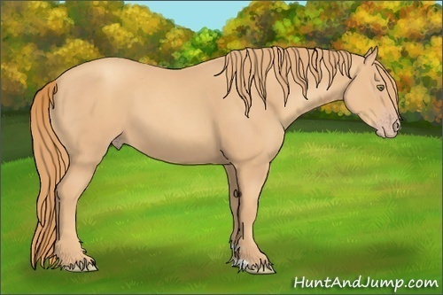 Horse Color: Gold Champagne 