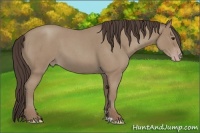 Horse Color:Classic Champagne Roan 