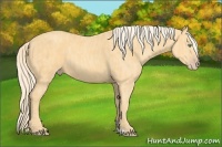 Horse Color:Gold Cream Champagne Brindle