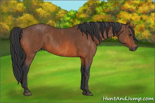 Horse Color: Bay  Brindle