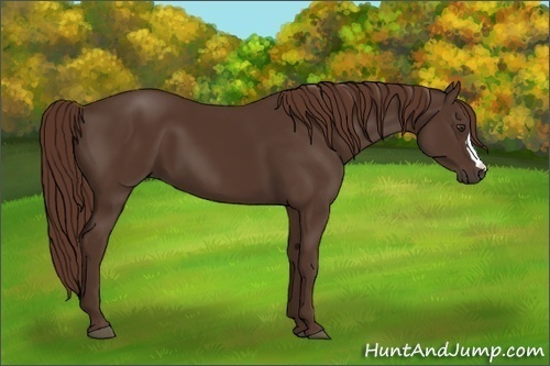 Horse Color: Liver Chestnut 