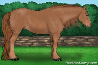 Horse Color:Chestnut Brindle