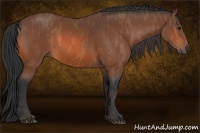 Horse Color:Bay  Brindle