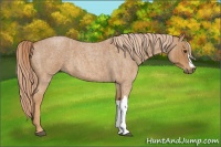 Horse Color:Red Roan  Brindle