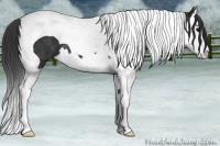 Horse Color:Black Splash Tobiano  Brindle