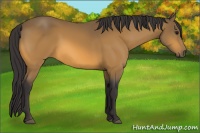Horse Color:Buckskin 