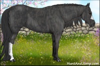 Horse Color:Black  Brindle