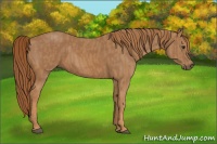 Horse Color:Chestnut  Brindle