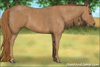 Horse Color:Chestnut  Brindle