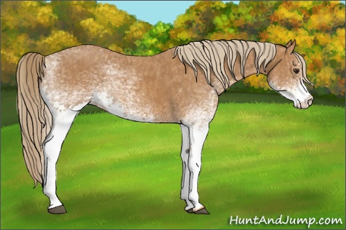 Horse Color: White Spotted Chestnut  Brindle