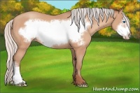 Horse Color:Silver Amber Champagne Frame 