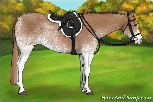 Horse Color:White Spotted Chestnut