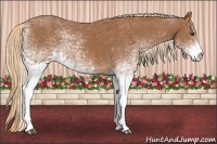 Horse Color:White Spotted Chestnut  Brindle