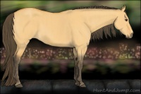 Horse Color:Buckskin Dun  Brindle