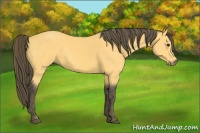 Horse Color:Buckskin  Brindle