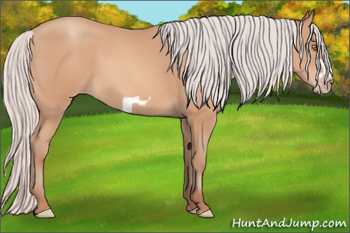 Horse Color: Silver Amber Champagne Frame 