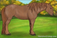 Horse Color:Chestnut  Brindle