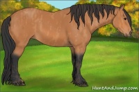 Horse Color:Bay  Brindle