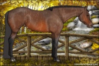 Horse Color:Bay Tobiano Blanket  Brindle
