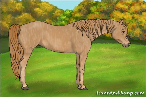 Horse Color: Chestnut  Brindle