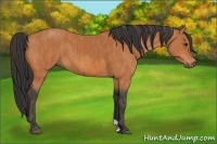 Horse Color:Bay  Brindle