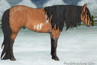 Horse Color:Bay Tobiano Frame  Brindle