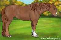 Horse Color:Chestnut  Brindle