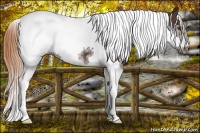 Horse Color:Liver Chestnut Tobiano Frame 