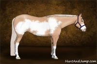 Horse Color:Silver Amber Champagne Frame 