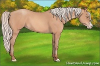 Horse Color:Silver Amber Champagne Frame 