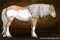 Horse Color:Silver Amber Champagne Frame 
