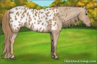 Horse Color:Chestnut Appaloosa  Brindle