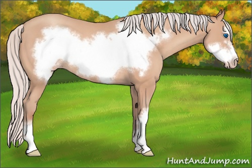 Horse Color: Silver Amber Champagne Frame 