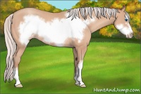 Horse Color:Silver Amber Champagne Frame 