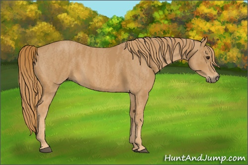 Horse Color: Chestnut  Brindle