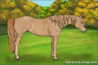 Horse Color:Chestnut  Brindle