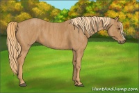 Horse Color:Chestnut  Brindle