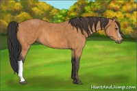 Horse Color:Bay  Brindle