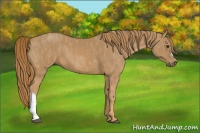 Horse Color:Chestnut  Brindle