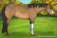 Horse Color:Buckskin 