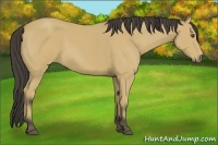 Horse Color:Buckskin 