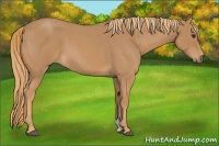 Horse Color:Red Roan 