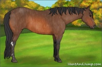 Horse Color:Bay  Brindle