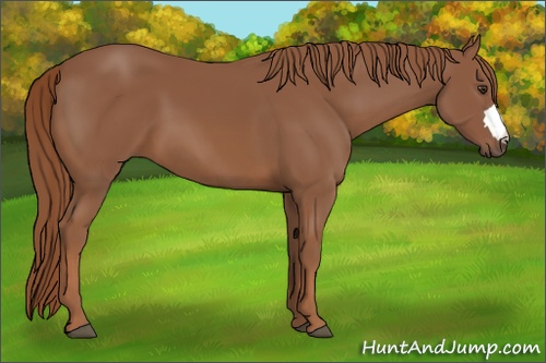 Horse Color: Chestnut 