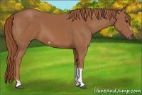 Horse Color:Chestnut Tobiano Frame 