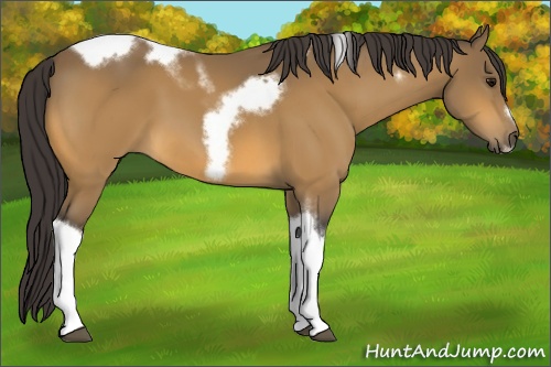 Horse Color: Buckskin Tobiano Frame 