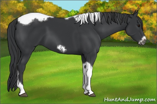 Horse Color: Black Tobiano Frame 