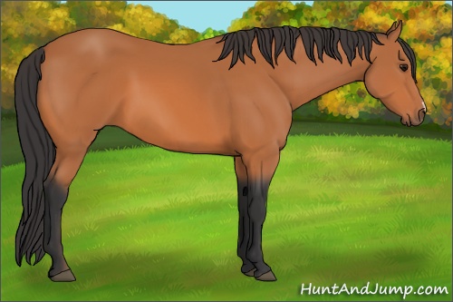 Horse Color: Bay 