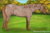 Horse Color:Red Roan