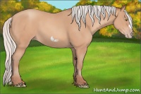 Horse Color:Silver Amber Champagne Frame 